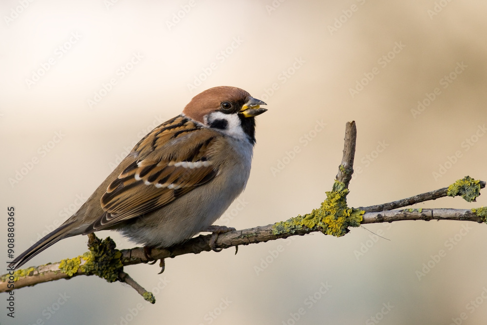 Bird - tree sparrow Passer montanus sitting on a branch green background winter time winter frosty day Bird - tree sparrow Passer montanus sitting on a branch green background winter time winter frosty day