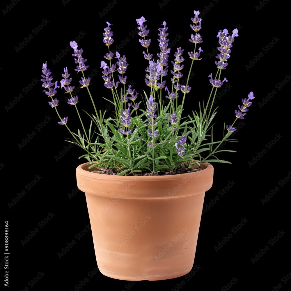 A potted lavender plant in full bloom against a black background, showcasing delicate purple flowers and lush green foliage. A potted lavender plant in full bloom against a black background, showcasing delicate purple flowers and lush green foliage.