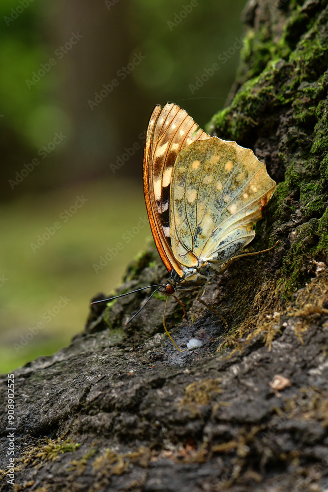 Fototapeta premium 夏の雑木林で見られる大きく、青紫の翅がとても美しいチョウ、オオムラサキ