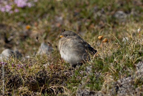 juvenile snow bunting