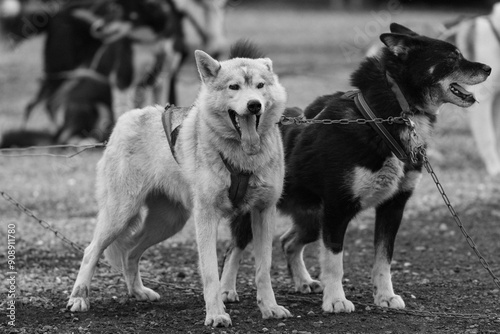 sledge dogs