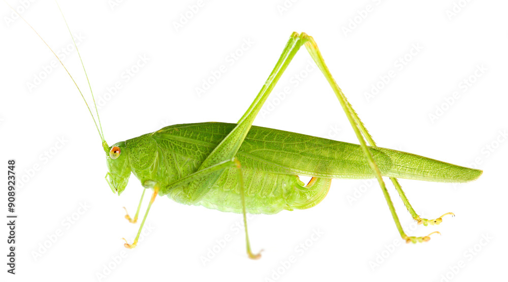 Katydid or bush cricket, Tettigoniidae isolated on white, side view Katydid or bush cricket, Tettigoniidae isolated on white, side view