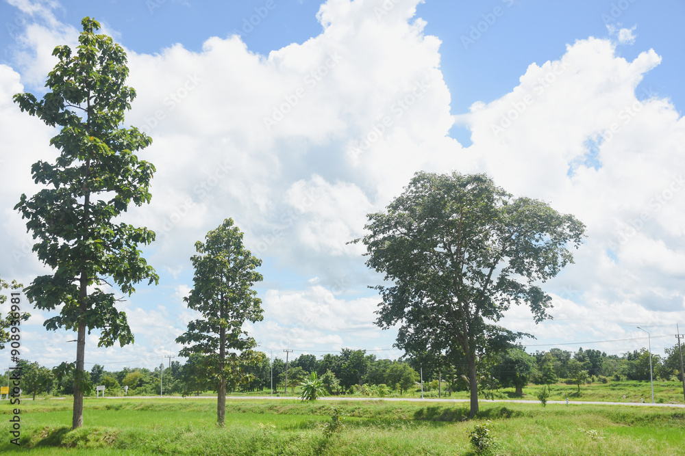 Green trees in the rice fields Green trees in the rice fields