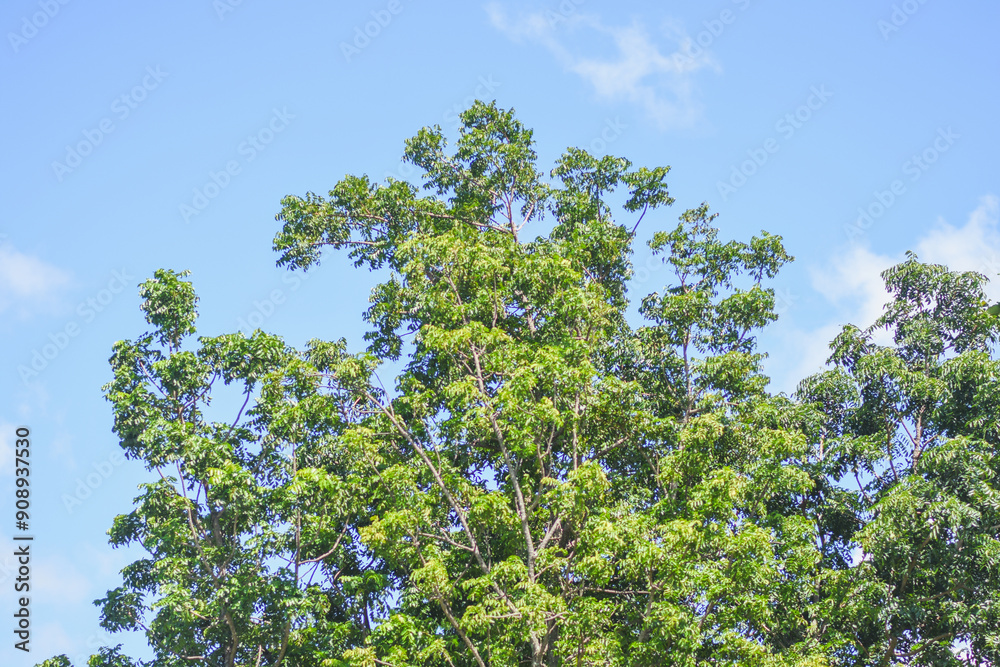 Fototapeta premium Neem tree tops against the sky