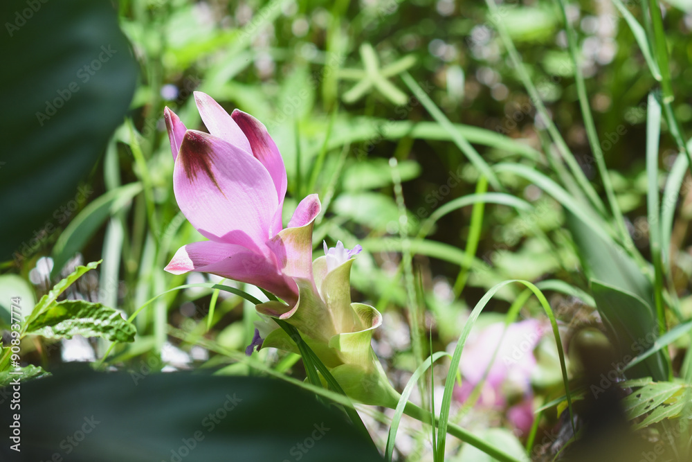 Pink flowers Scientific name: Curcuma sessilis Family: Zingiberaceae Genus: Curcuma Pink flowers Scientific name: Curcuma sessilis Family: Zingiberaceae Genus: Curcuma