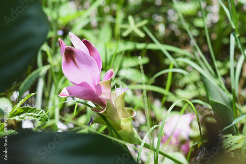 Pink flowers Scientific name: Curcuma sessilis Family: Zingiberaceae Genus: Curcuma