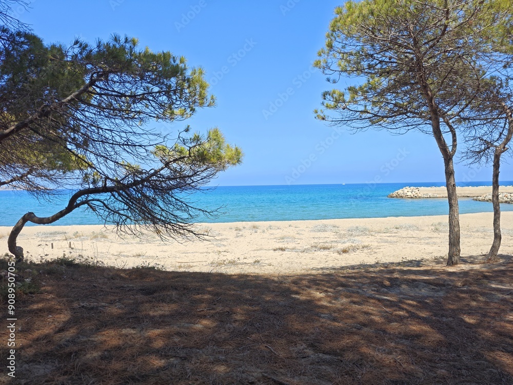Pinien am Strand von Sardinien Pinien am Strand von Sardinien