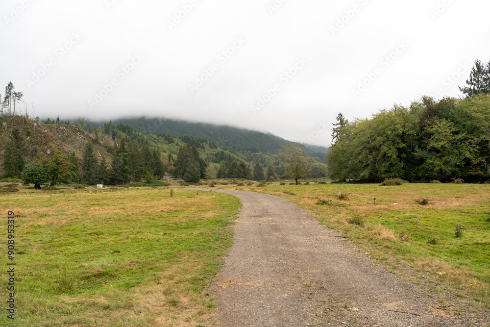 A walking path to the horizon in a local state park surrounded by lush greenery. A walking path to the horizon in a local state park surrounded by lush greenery.