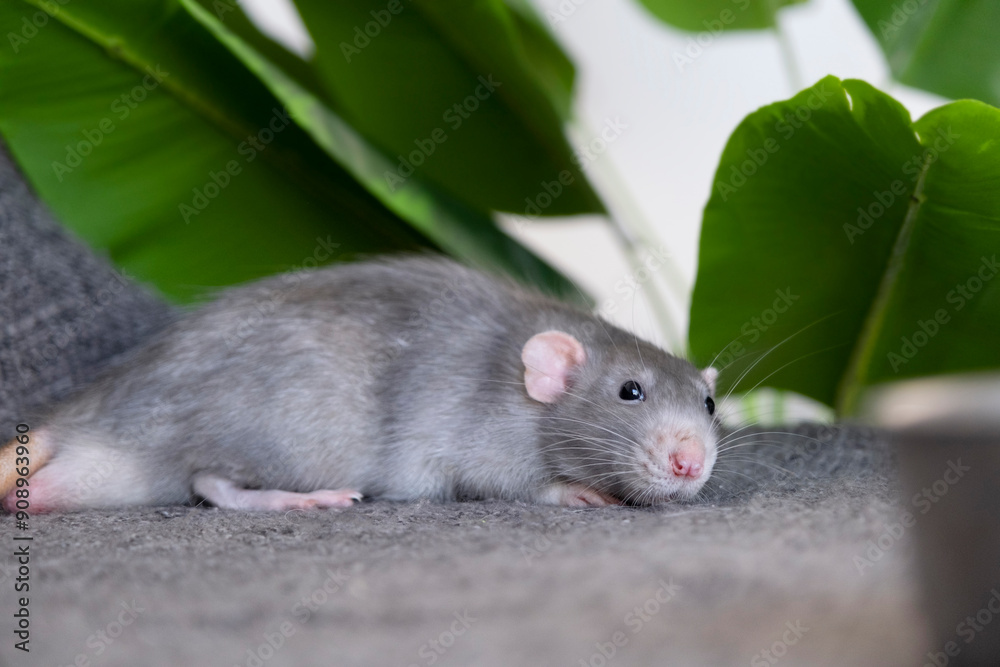Obraz premium little cute rat on gray couch