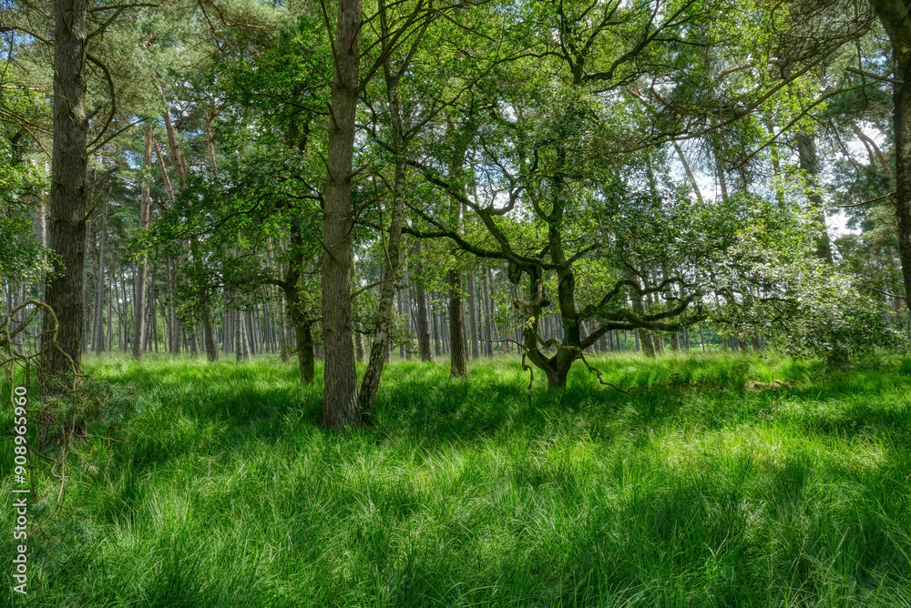 Sonnenlicht und Bäume im Diersfordter Wald bei Wesel im Sommer Sonnenlicht und Bäume im Diersfordter Wald bei Wesel im Sommer