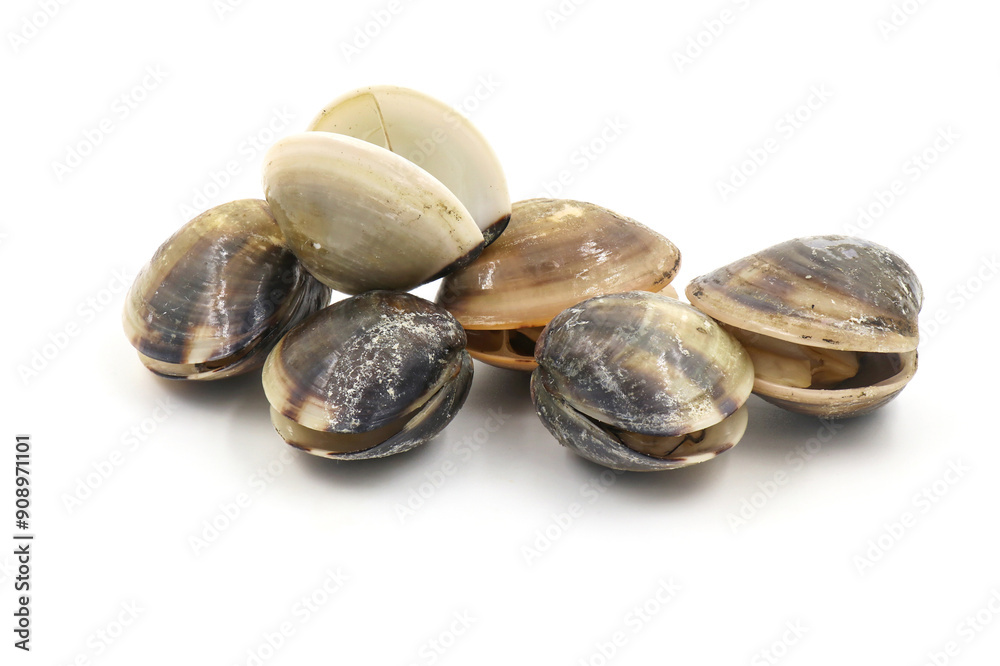 Closed up fresh baby clams, venus shell, shellfish, carpet clams, short necked clams, as raw food from the sea are the seafood ingredients. fresh clams isolated on white background. Closed up fresh baby clams, venus shell, shellfish, carpet clams, short necked clams, as raw food from the sea are the seafood ingredients. fresh clams isolated on white background.
