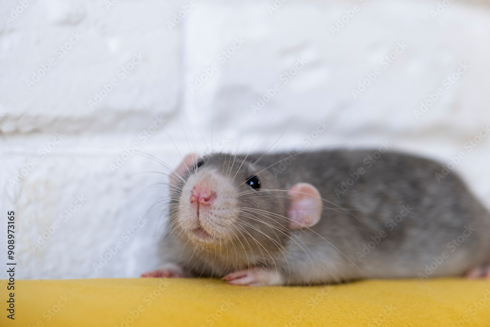 little cute rat on yellow couch little cute rat on yellow couch