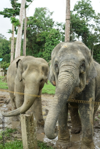 Elephants at the Conservation Centre