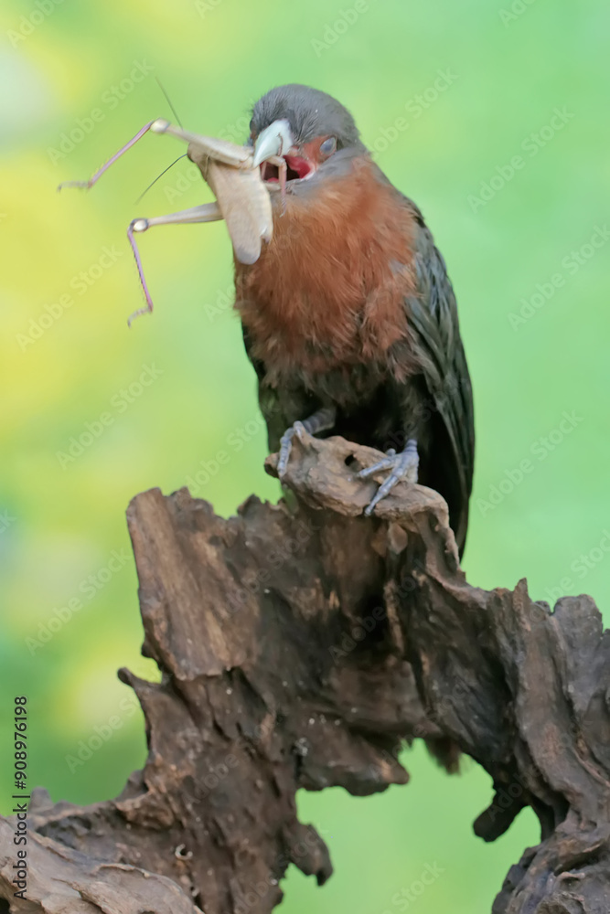 Fototapeta premium A young chestnut-breasted malkoha is preying on a grasshopper. This beautifully colored bird has the scientific name Phaenicophaeus curvirostris.