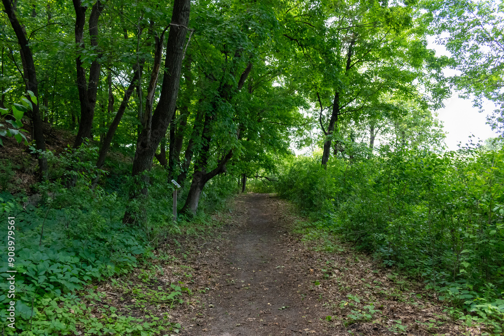 A walking path to the horizon in a local state park surrounded by lush greenery. A walking path to the horizon in a local state park surrounded by lush greenery.