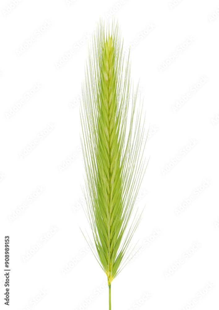 Wall barley plant isolated on white background, Hordeum murinum Wall barley plant isolated on white background, Hordeum murinum