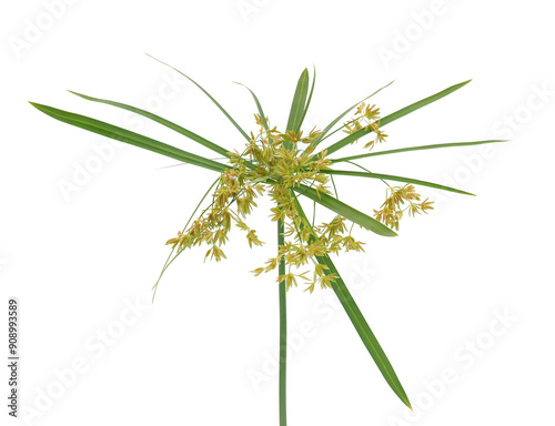 Umbrella sedge plant isolated on white background, Cyperus alternifolius photo