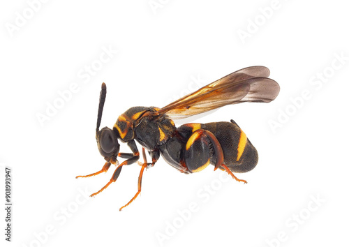 Parasitic wasp isolated on white background, Leucospis sp.
