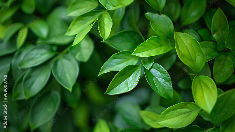 Vibrant green leaves, a lush backdrop for nature, spring, and growth. Vibrant green leaves, a lush backdrop for nature, spring, and growth.