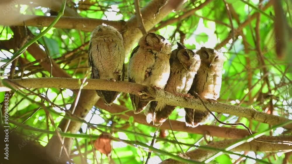 Four Indian scops Owls on the branch. 