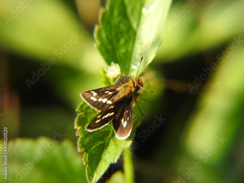 Lesser Dart (Potanthus omaha) on a leaf photo