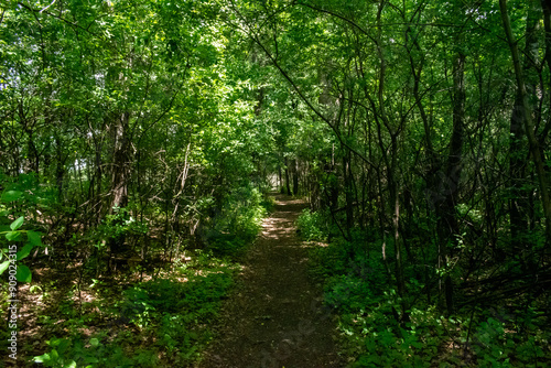 A walking path to the horizon in a local state park surrounded by lush greenery.