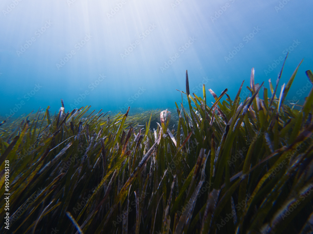 Underwater photo at depth, algae on the seabed in the Mediterranean Sea. Underwater photo at depth, algae on the seabed in the Mediterranean Sea.
