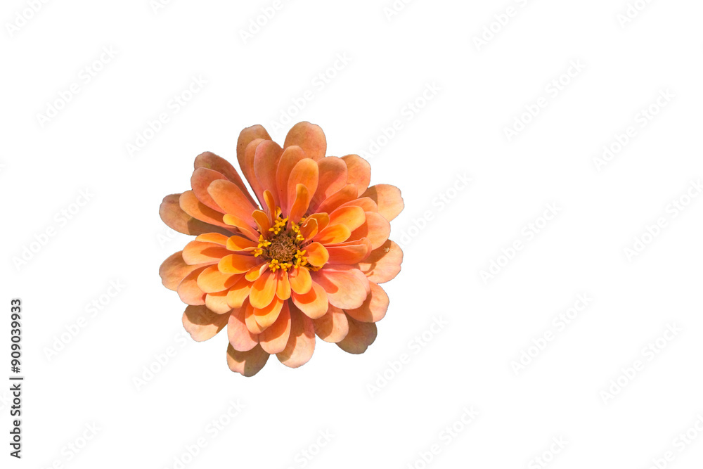 Orange flowers are blooming in the park. Orange flowers are blooming in the park.