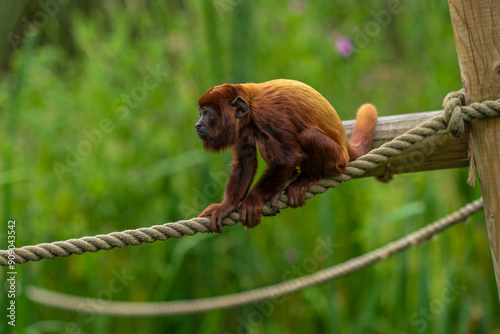 Red Howler Monkey sitting on a rope at the Yorkshire Wildlife Park Zoo in Doncaster England UK with blurred background. photo