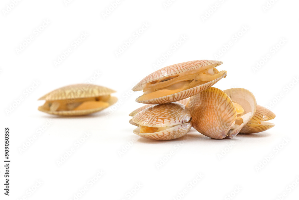 Closed up fresh baby clams, venus shell, shellfish, carpet clams, short necked clams, as raw food from the sea are the seafood ingredients. fresh clams Background. Closed up fresh baby clams, venus shell, shellfish, carpet clams, short necked clams, as raw food from the sea are the seafood ingredients. fresh clams Background.