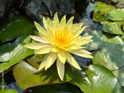 Photos A yellow water lily blooming in the pond.