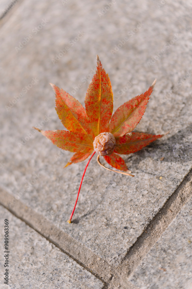 a single red-orange maple leaf with speckles of yellow and green, resting on a textured gray concrete surface, symbolizing the beauty of autumn’s transition. a single red-orange maple leaf with speckles of yellow and green, resting on a textured gray concrete surface, symbolizing the beauty of autumn’s transition.