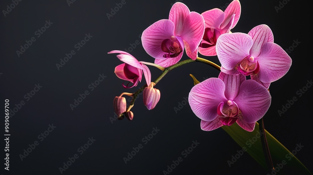 Group of Vibrant Orchids in Bloom Group of Vibrant Orchids in Bloom