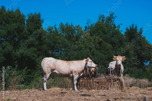 Obraz na płótnie Vaches gersoises 1