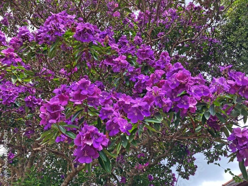 The flowers of a Purple glory tree. Pleroma granulosum photo