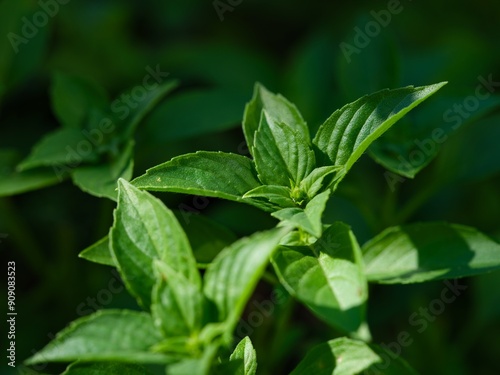 A close-up shot of organic green basil in nature