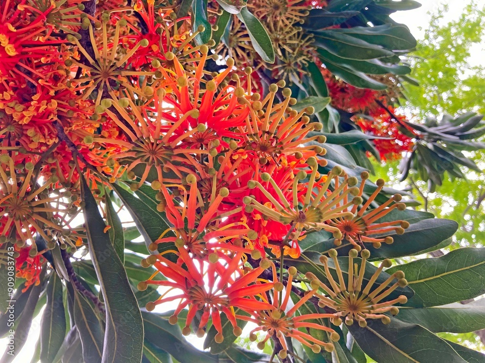 Red flowers and foliage of a Firewheel tree. Stenocarpus sinuatus Red flowers and foliage of a Firewheel tree. Stenocarpus sinuatus