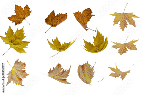 leaves collection autumn colors  isolated for background - 3d rendering photo