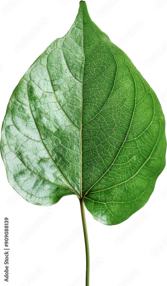 Obraz premium Green leaf detail