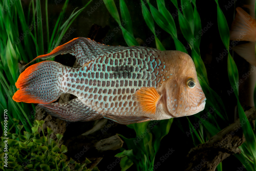 close up of The Green Terror (Gold Saum) Cichlid Fish. This fish is a ray-finned fish that may also be known as a White or Gold Saum fish. close up of The Green Terror (Gold Saum) Cichlid Fish. This fish is a ray-finned fish that may also be known as a White or Gold Saum fish.
