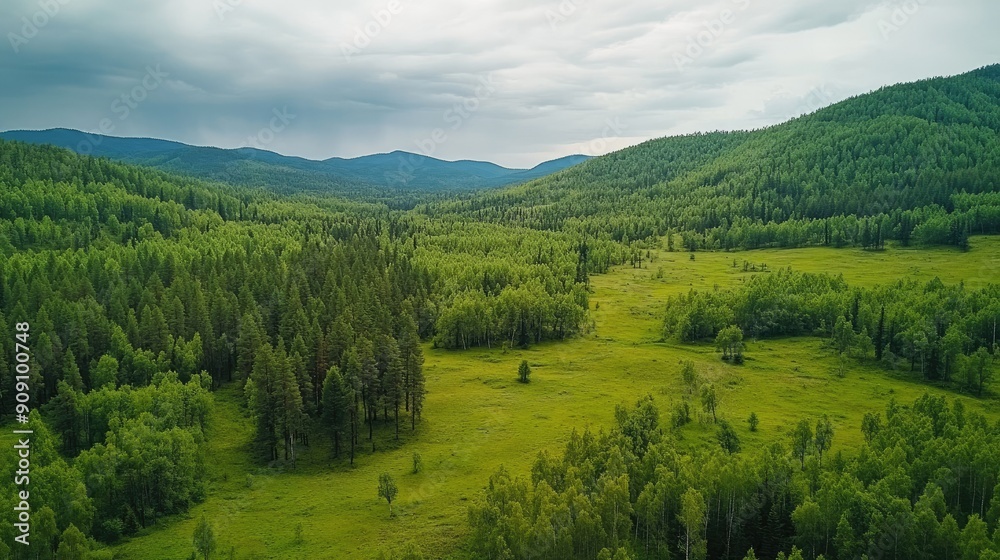 Drone photo of the green forest and trees in rural Altai, providing a top-down view of the vibrant and dense foliage Drone photo of the green forest and trees in rural Altai, providing a top-down view of the vibrant and dense foliage