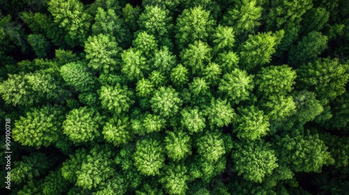 Drone photo of the green forest and trees in rural Altai, providing a top-down view of the vibrant and dense foliage