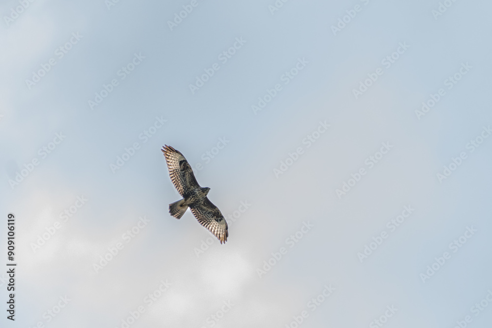Fototapeta premium Hawk in flight in a cloudy sky