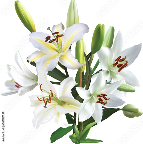 five large white lily blooms in bunch on white illustration