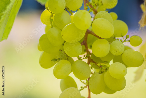 A detailed view of ripe green grapes growing on a vine illuminated by warm sunlight