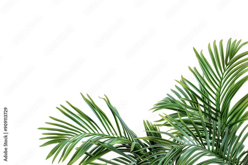 palm tree isolated on white palm tree isolated on white