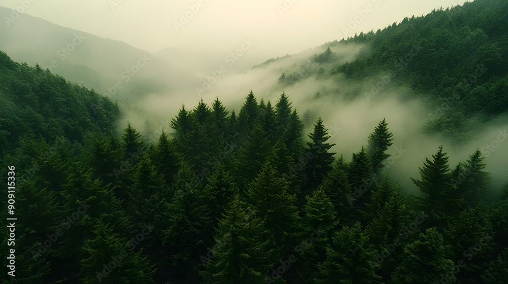 Fototapeta premium A dense forest shrouded in mist, with dark green trees standing tall against the backdrop of rolling hills