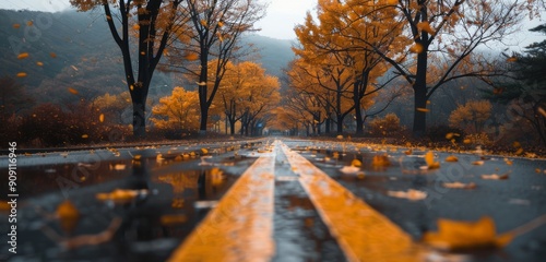 Autumn Leaves Falling on Wet Pathway in Serene Park During Rainy Afternoon