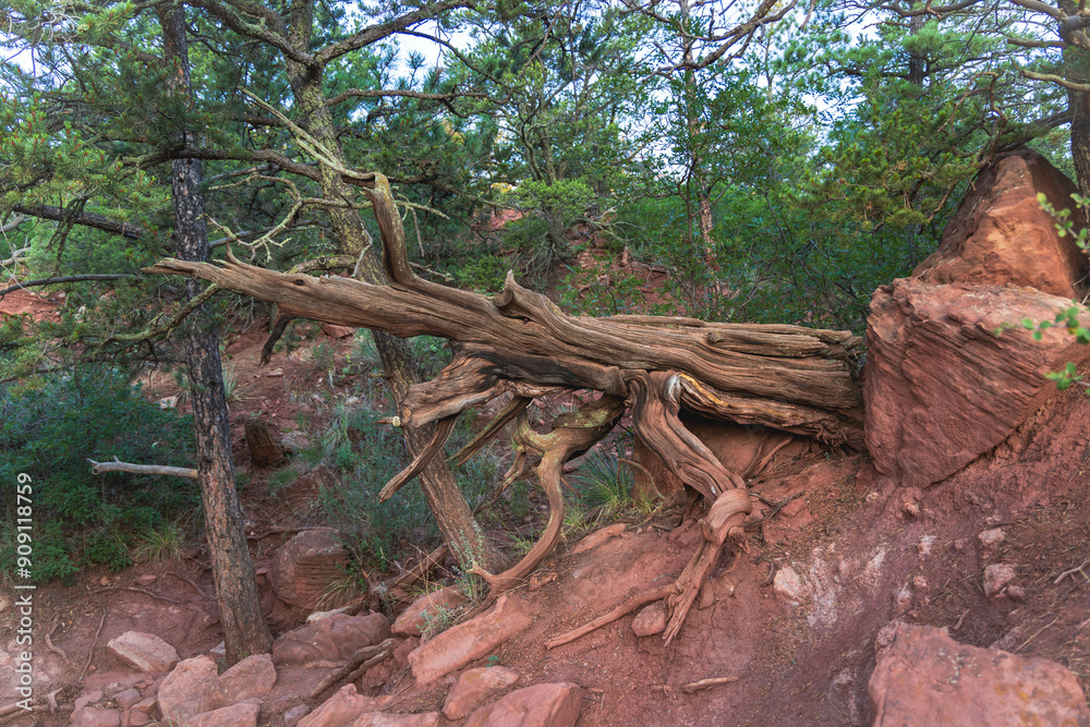 Old tree trunk in desert Old tree trunk in desert