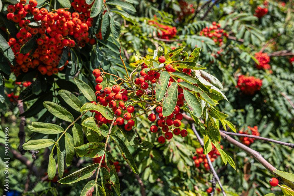 Red rowan in the tree Red rowan in the tree